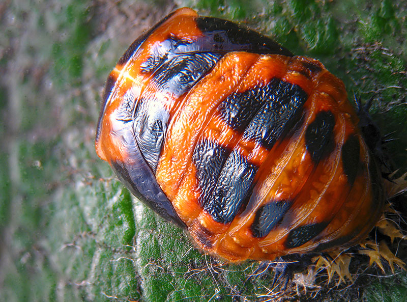 Coccinellidae: Harmonia axyridis